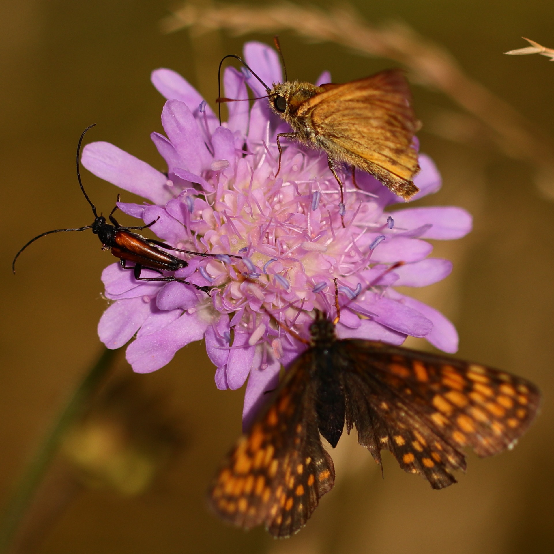 Časté otázky a odpovědi o projektech FVE. Ing. Pavel Král